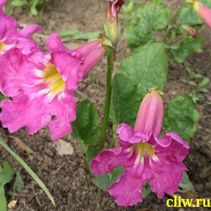 Инкарвиллея делавея (incarvillea delavayi) бигнониевые (bignoniaceae)