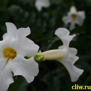 Инкарвиллея делавея (incarvillea delavayi) бигнониевые (bignoniaceae) snowtop