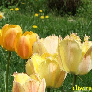 Тюльпан  (tulipa ) лилейные (liliaceae)