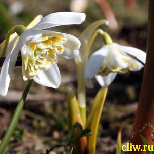 Подснежник белоснежный (galanthus nivalis) амариллисовые (amaryllidaceae) flore pleno