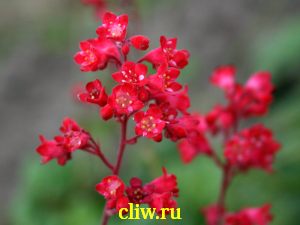 Гейхера кроваво-красная (heuchera sanguinea) камнеломковые (saxifragaceae) red spangles