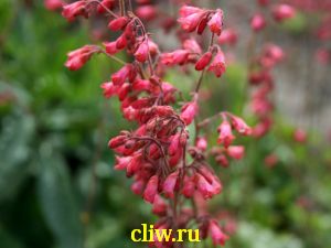 Гейхера кроваво-красная (heuchera sanguinea) камнеломковые (saxifragaceae) splendens