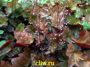 Гейхера мелкоцветковая (heuchera micrantha) камнеломковые (saxifragaceae) rachel