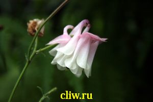 Аквилегия гибридная (aquilegia hybrida) лютиковые (ranunculaceae)