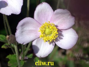 Анемона хупейская (anemone hupehensis) лютиковые (ranunculaceae)
