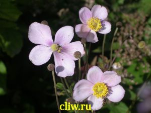 Анемона хупейская (anemone hupehensis) лютиковые (ranunculaceae)