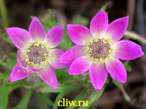 Анемона лессера (anemone lesseri) лютиковые (ranunculaceae)