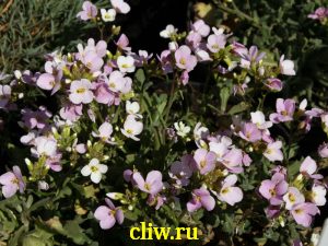 Арабис кавказский (arabis caucasica) капустные (brassicaceae) rosabella