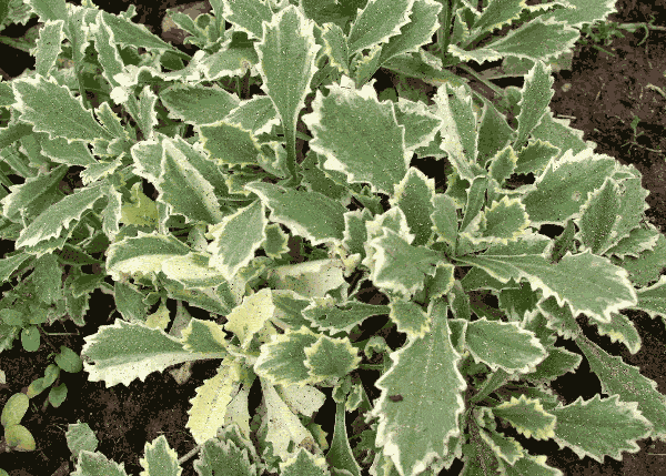 Арабис кавказский (arabis caucasica) капустные (brassicaceae) variegata