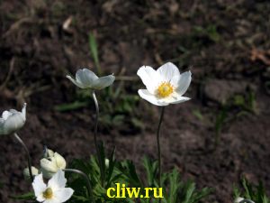 Анемона лесная (anemone ) лютиковые (ranunculaceae)