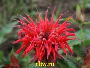 Монарда гибридная (monarda hybrida) губоцветные (lamiaceae) cambridge scarlet