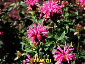 Монарда гибридная (monarda hybrida) губоцветные (lamiaceae) croftway pink