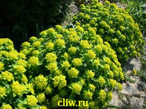 Молочай многоцветный (euphorbia polychroma) молочайные (euphorbiaceae)