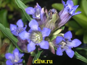 Горечавка семираздельная (gentiana septemfida) горечавковые (gentianaceae)