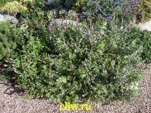 Мята душистая (mentha suaveolens) губоцветные (lamiaceae) variegata