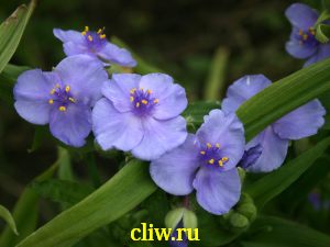 Традесканция андерсена (tradescantia andersoniana) коммелиновые (commelinaceae) blue stone
