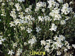 Арабис фердинанда кобургского (arabis fernandii coburgi) капустные (brassicaceae) variegata