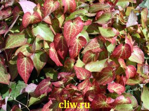 Горянка красная (epimedium rubrum) барбарисовые (berberidaceae)