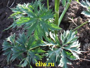 Купальница китайская (trollius chinensis) лютиковые (ranunculaceae)