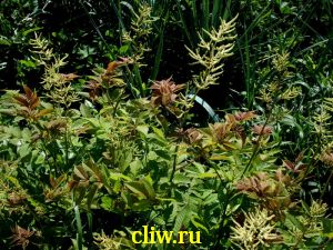 Арункус обыкновенный (aruncus dioicus) розоцветные (rosaceae)
