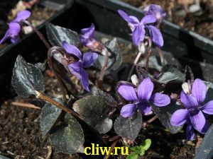 Фиалка лабрадорская (viola labradorica) фиалковые (violaceae)