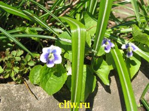 Фиалка мотыльковая (viola sororia) фиалковые (violaceae)