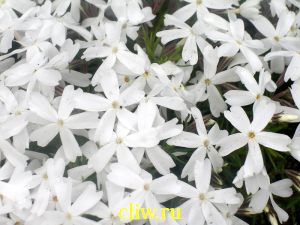 Флокс шиловидный (phlox subulata) синюховые (polemoniaceae) white delight