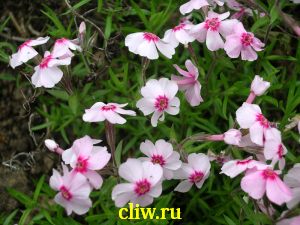 Флокс шиловидный (phlox subulata) синюховые (polemoniaceae) amazing grace