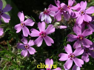 Флокс шиловидный (phlox subulata) синюховые (polemoniaceae) samson