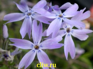Флокс шиловидный (phlox subulata) синюховые (polemoniaceae) oakington blue