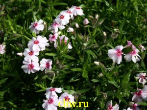 Флокс шиловидный (phlox subulata) синюховые (polemoniaceae) amazing grace
