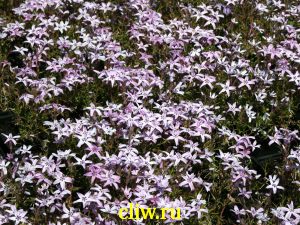 Флокс шиловидный (phlox subulata) синюховые (polemoniaceae) silver blase