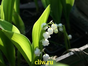 Ландыш майский (convallaria majalis) лилейные (liliaceae)