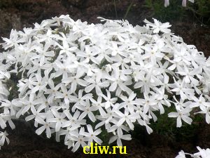 Флокс шиловидный (phlox subulata) синюховые (polemoniaceae) white delight