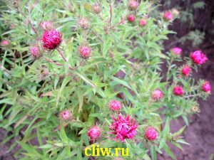 Астра новоанглийская (aster novi-angliae) астровые (asteraceae) barr’s pink