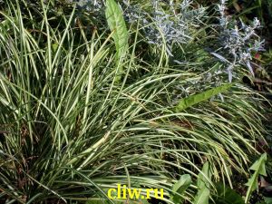 Осока моррова (carex morrowii) осоковые (cyperaceae) variegata