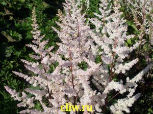 Астильба японская (astilbe japonica) камнеломковые (saxifragaceae) bronzelaub