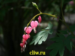 Дицентра великолепная (dicentra spectabilis) дымянковые (fumariaceae)