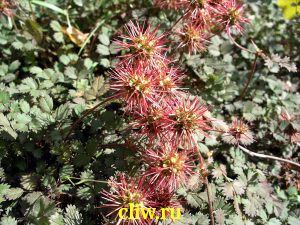 Ацена мелколистная (acaena microphylla) розоцветные (rosaceae)