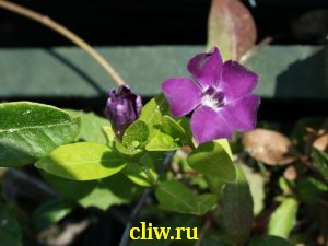 Барвинок малый (vinca minor) кутровые (apocynaceae) atropurpurea