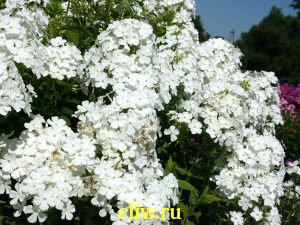 Флокс метельчатый (phlox paniculata) синюховые (polemoniaceae) diplomat
