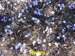Печёночница благородная (hepatica nobilis) лютиковые (ranunculaceae)