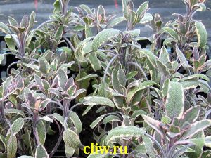 Шалфей лекарственный (salvia officinalis) губоцветные (lamiaceae) tricolor