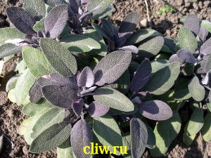 Шалфей лекарственный (salvia officinalis) губоцветные (lamiaceae) purpurascens