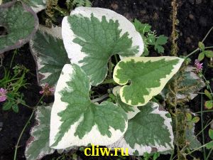 Бруннера крупнолистная (brunnera macrophylla) каустные (brassicaceae) variegata