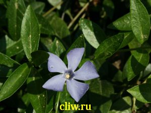 Бруннера сибирская (brunnera sibirica) бурачниковые (boraginaceae)