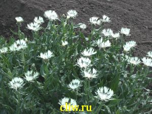 Василек горный (centaurea montana) астровые (asteraceae) alba