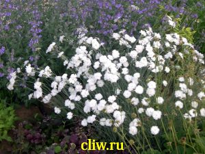 Гвоздика перистая (dianthus plumarius) гвоздичные (caryophyllaceae) haytor white