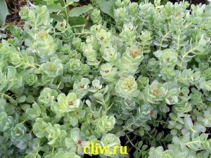 Родиола розовая (rhodiola rosea) толстянковые (crassulaceae)