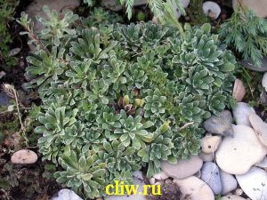 Камнеломка метельчатая (saxifraga paniculata) камнеломковые (saxifragaceae) minima